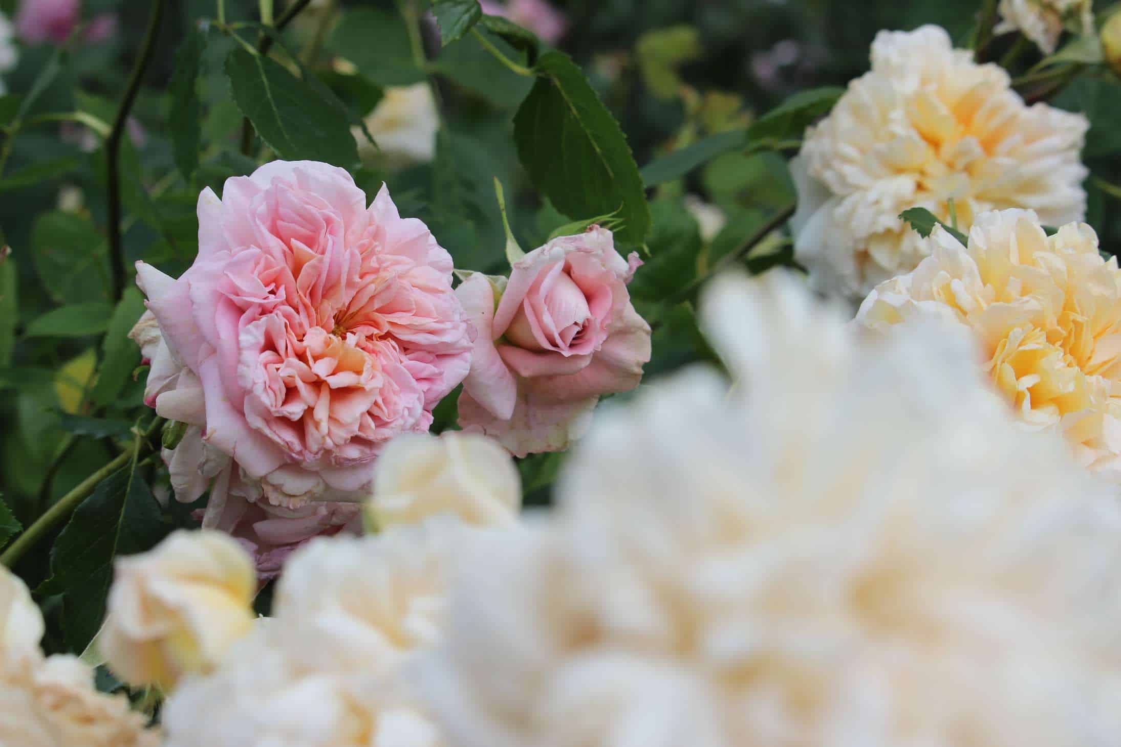 How do roses get their names?